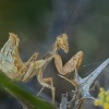 Kudlanka Spallanzianova - Ameles spallanzania - European dwarf mantis 6746